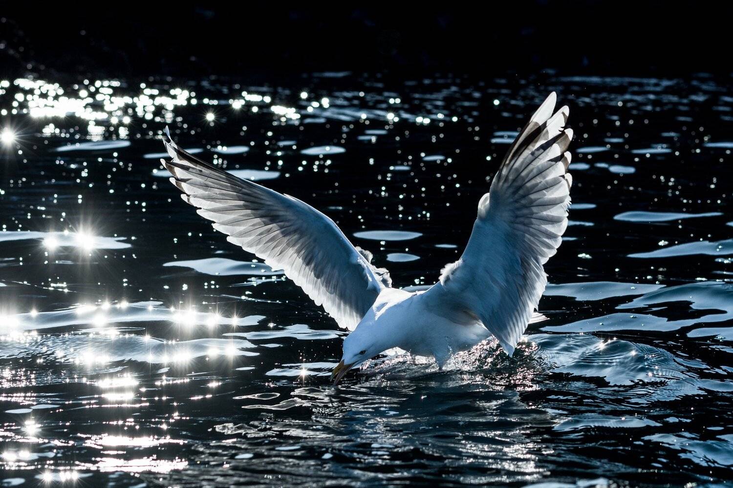 birds, animals, sun, wild life, reflections,, Sylwia Grabinska