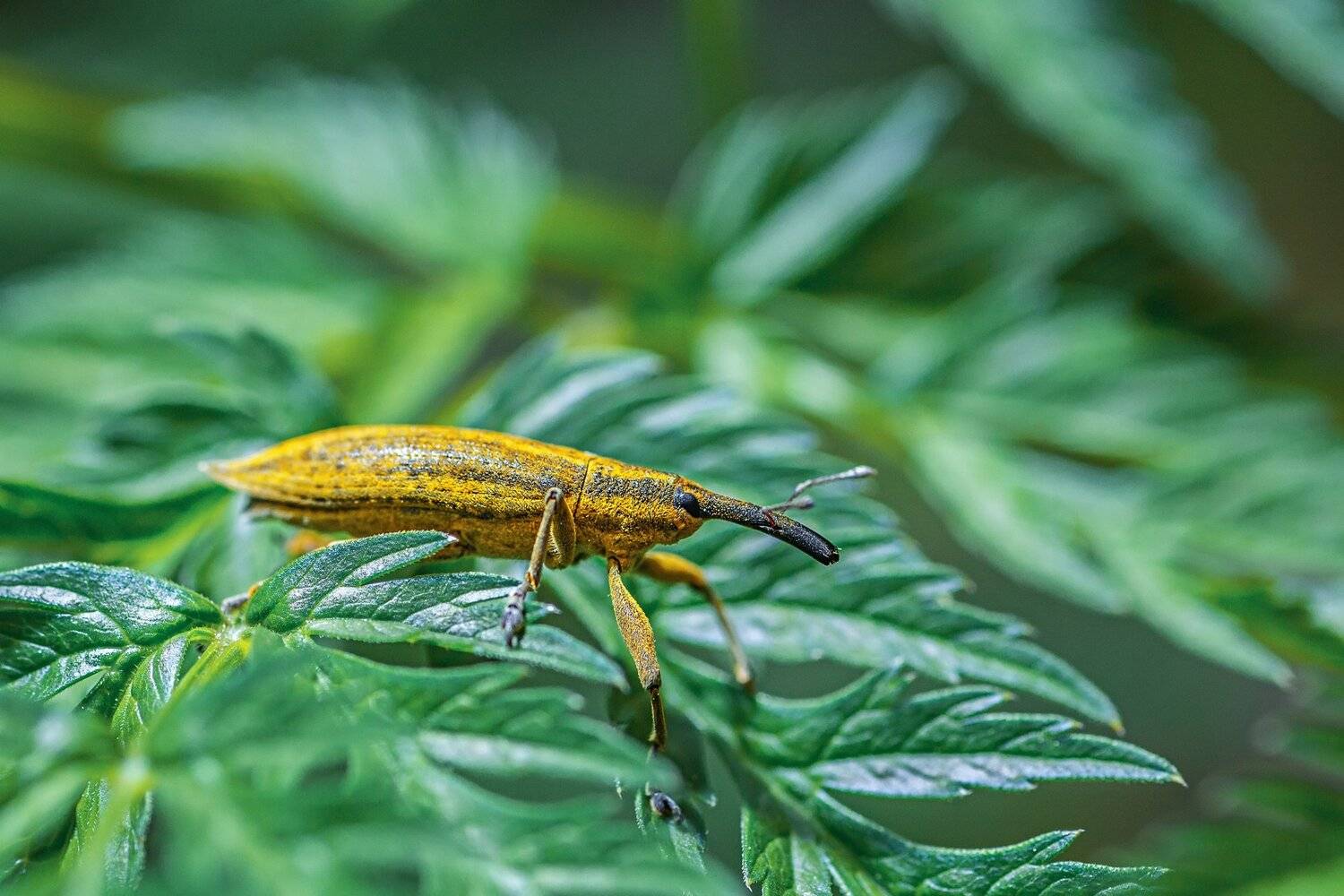 жук,листья,зелень,желтый, Юрий Котов