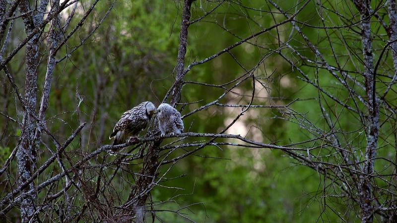 Забота фото превью