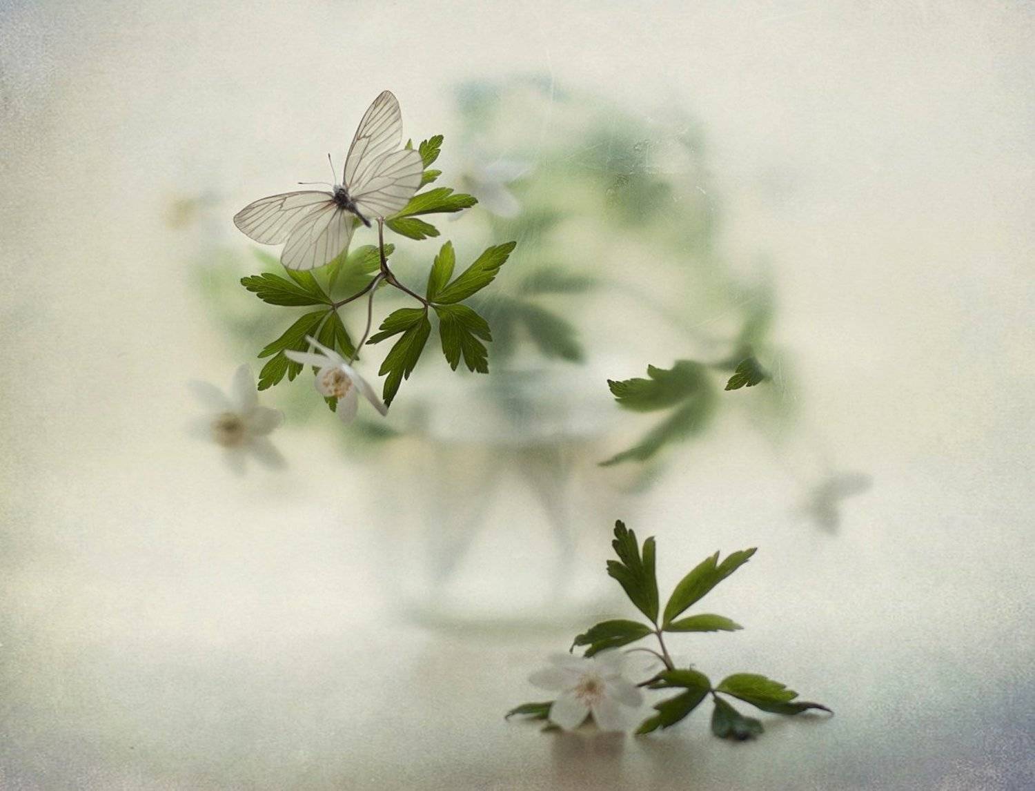 натюрморт,бабочка,весна, Наталия К