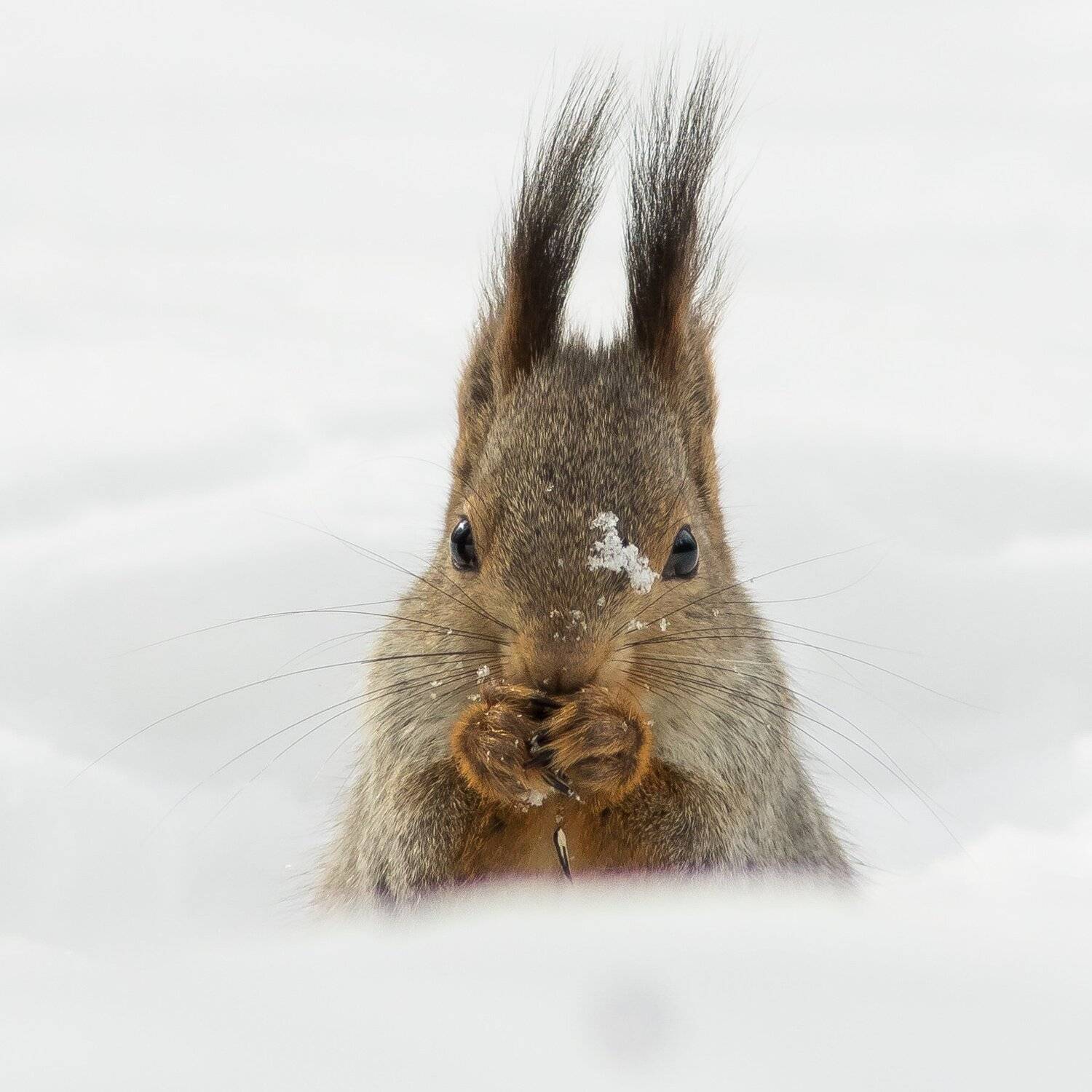 белка, Суслов Дмитрий