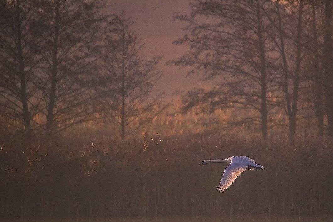 , Вячеслав Мищенко