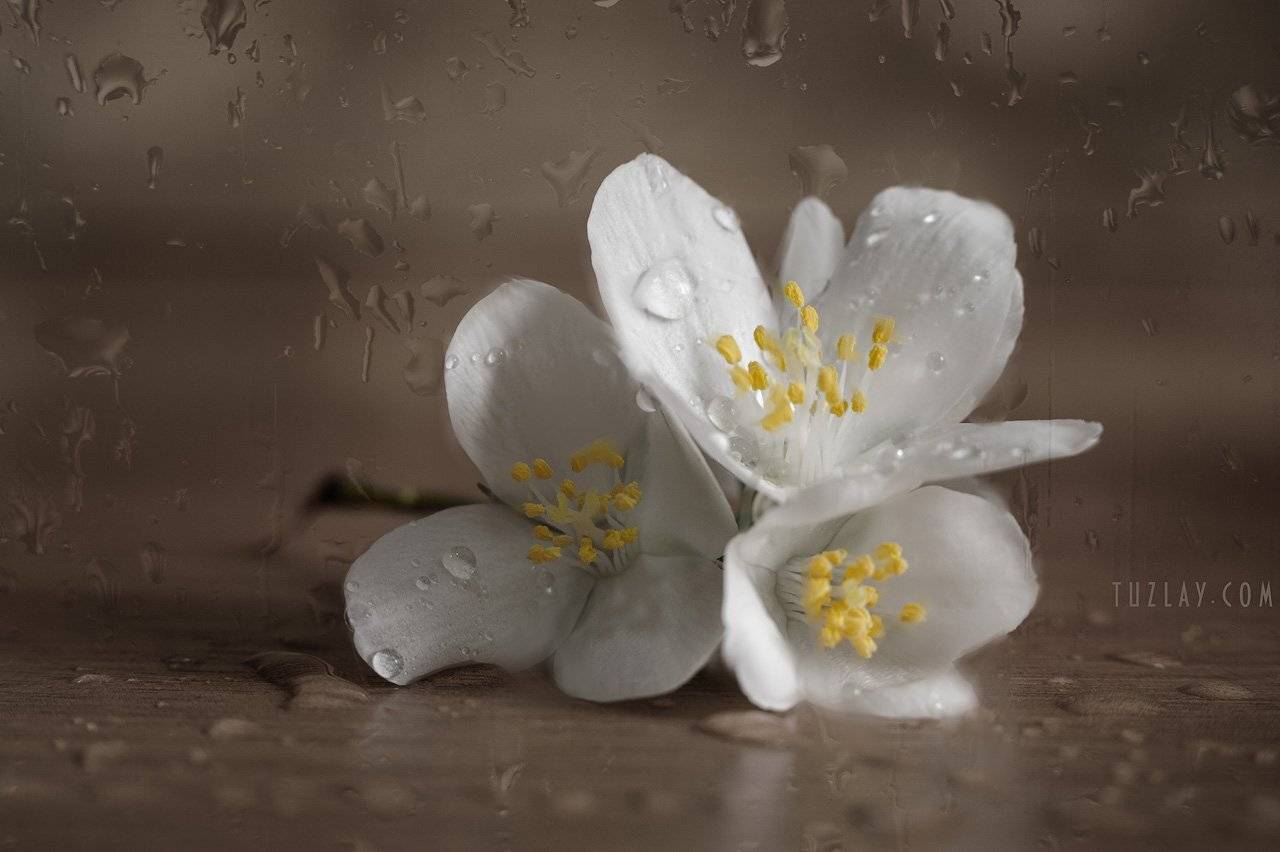 цветки жасмина, садовый жасмин, чубушник, капельки, Владимир Тузлай