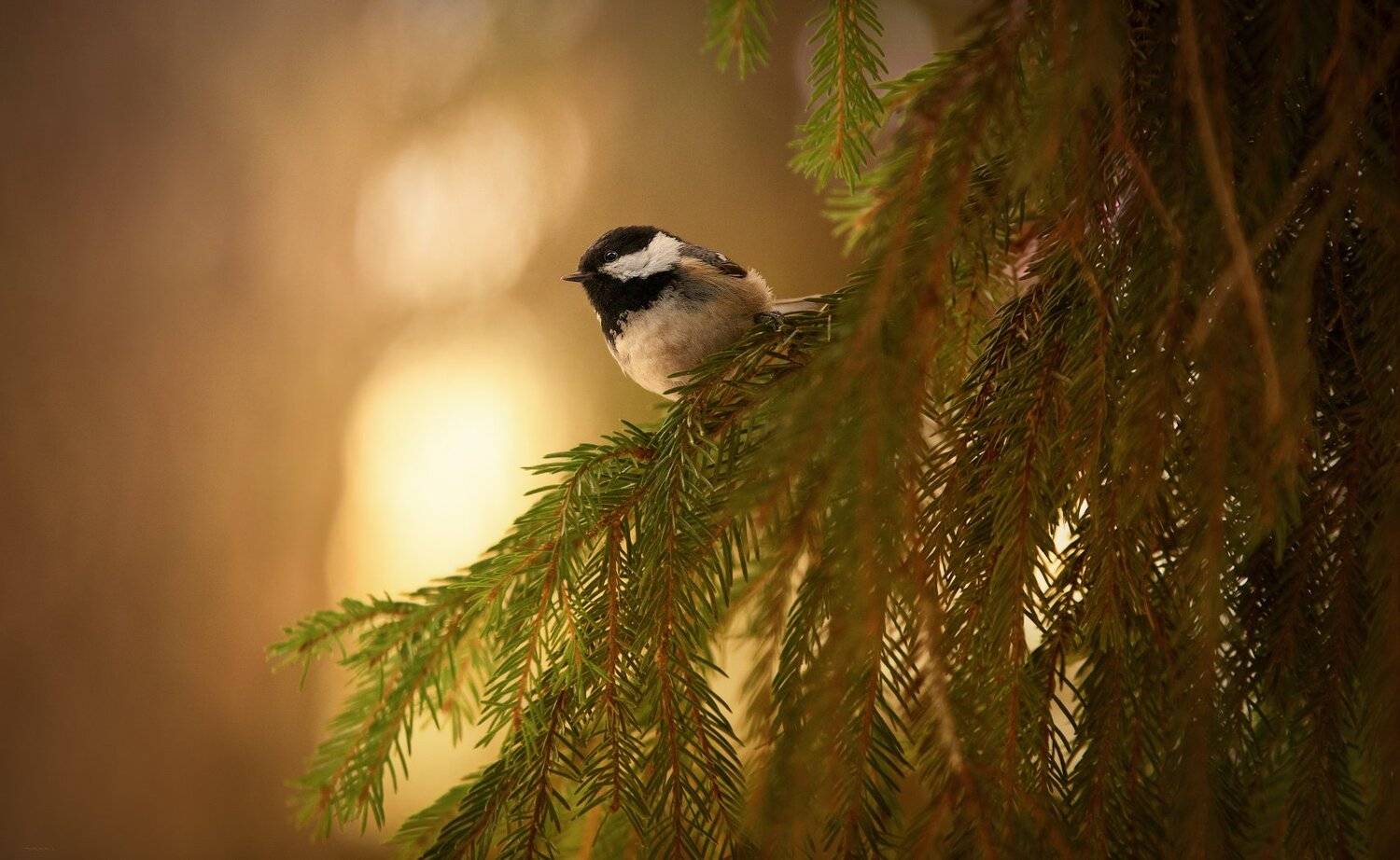природа, лес, животные, птицы, Дмитрий Посевич