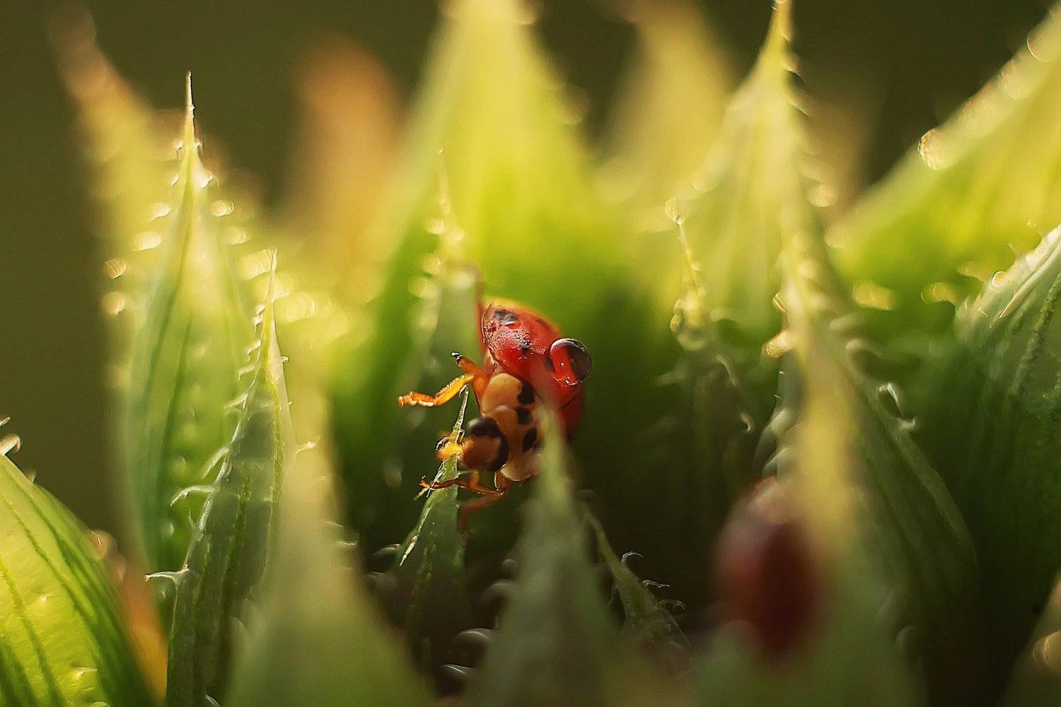 , Анастасия Колесникова