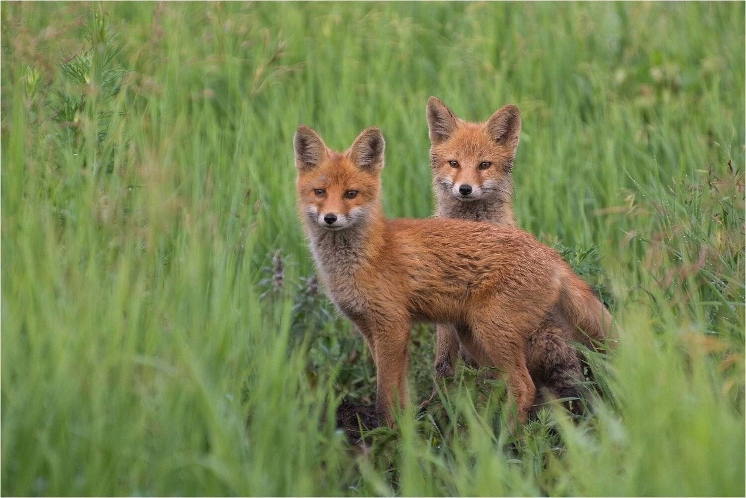 , Руслан Сигушин