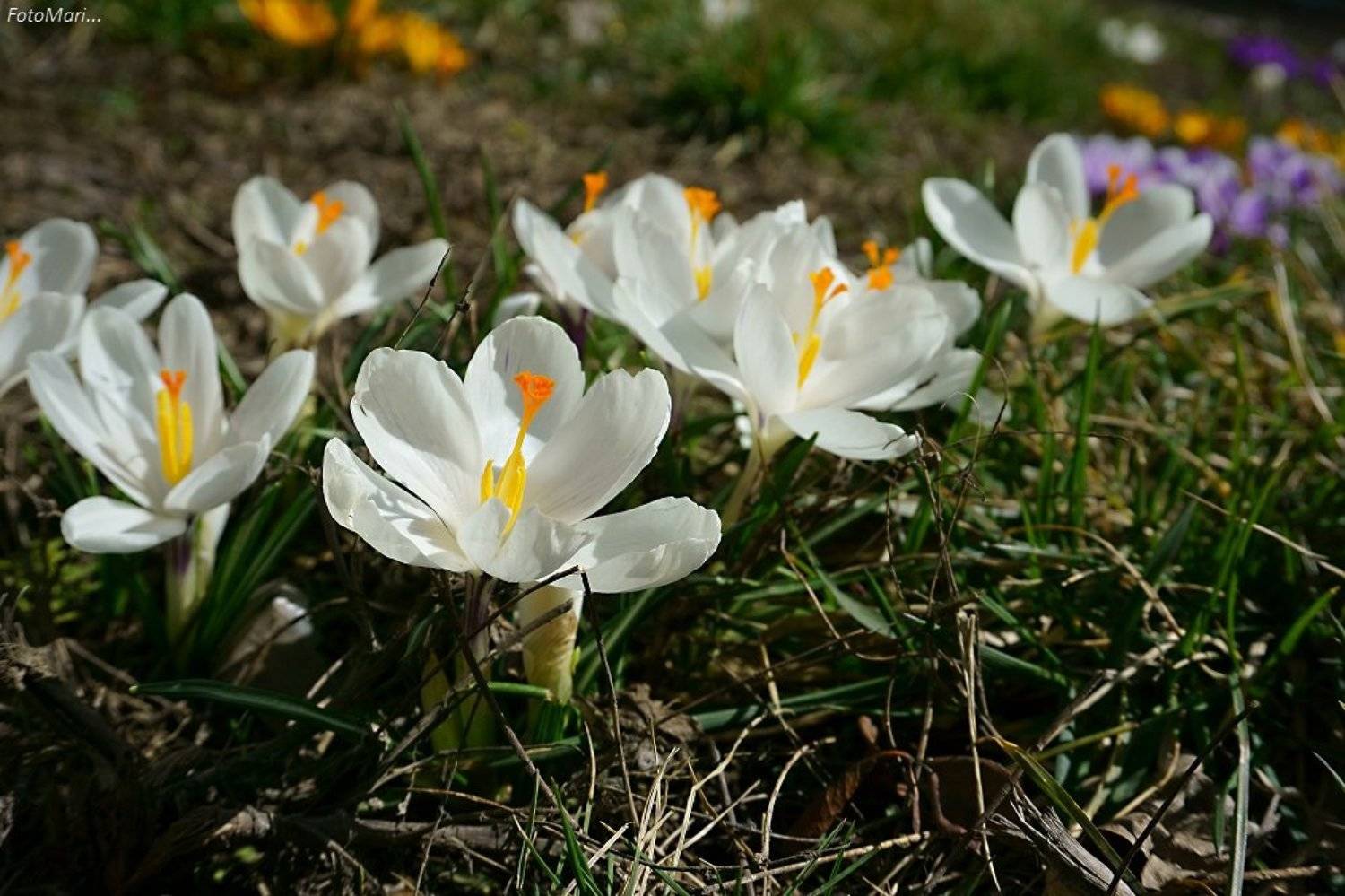 макро,весна,крокусы,взгляд,, Марина Соколова