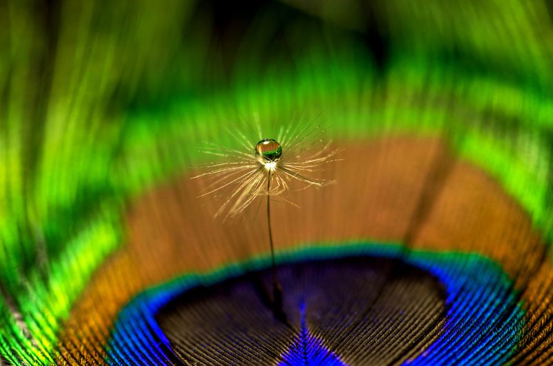 перо павлина, макро, капля, цвет, яркие краски Эмоция цвета фото превью