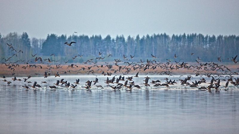 СИЛА ИНСТИНКТА фото превью