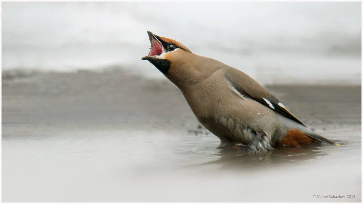 , Валерий Субачев