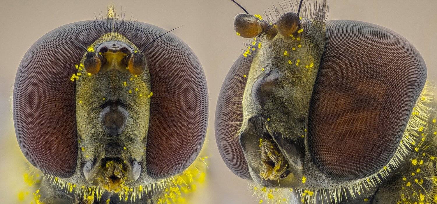 ceclii, macro, extrememacro, Tsvetan Ganev
