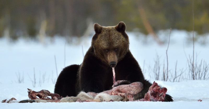 Завтрак после спячки фото превью