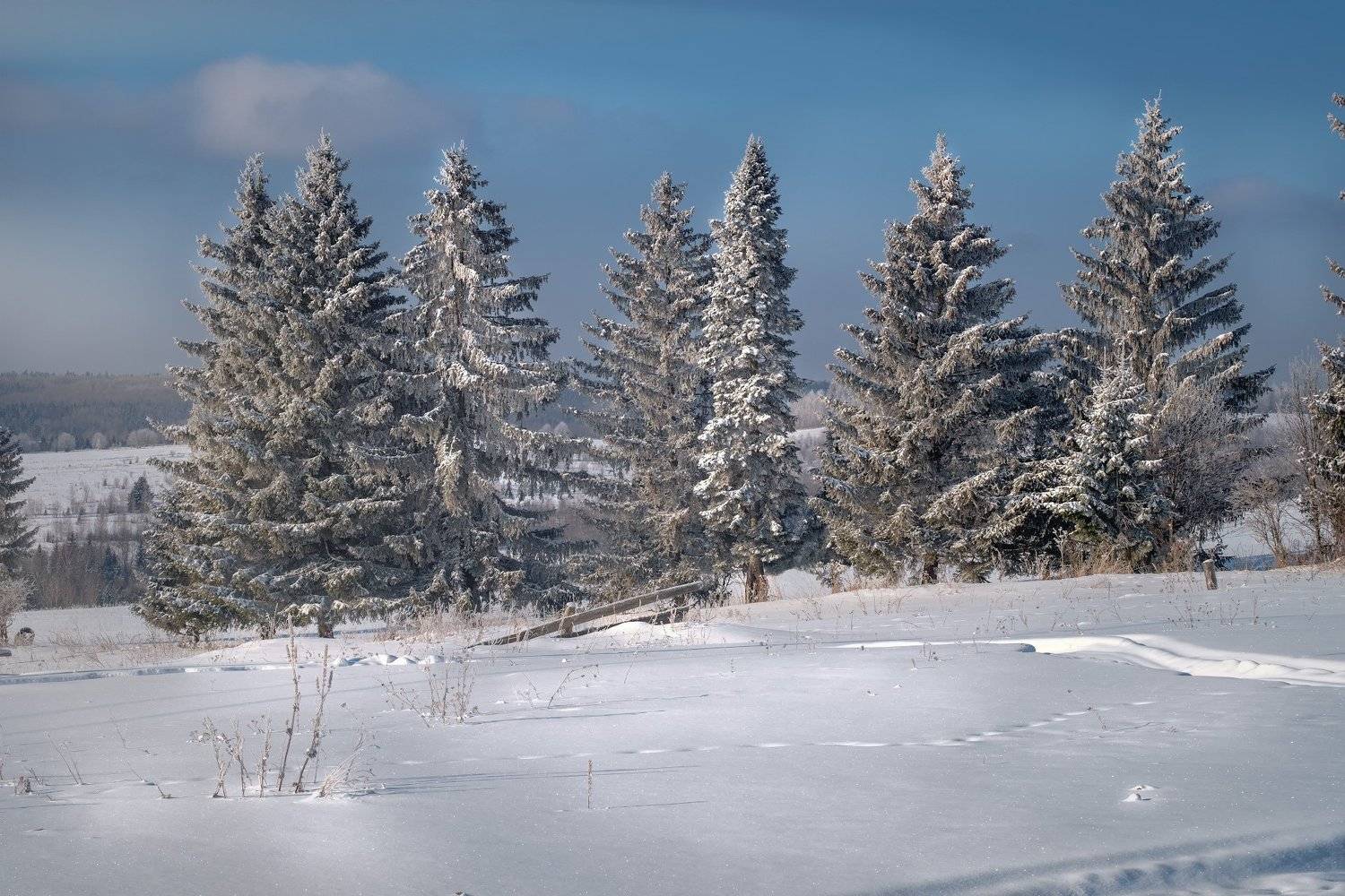 пейзаж, зима, деревня, елки, снег, утро, рассвет, восход, мороз, холод, пермский край, успенка, Андрей Чиж