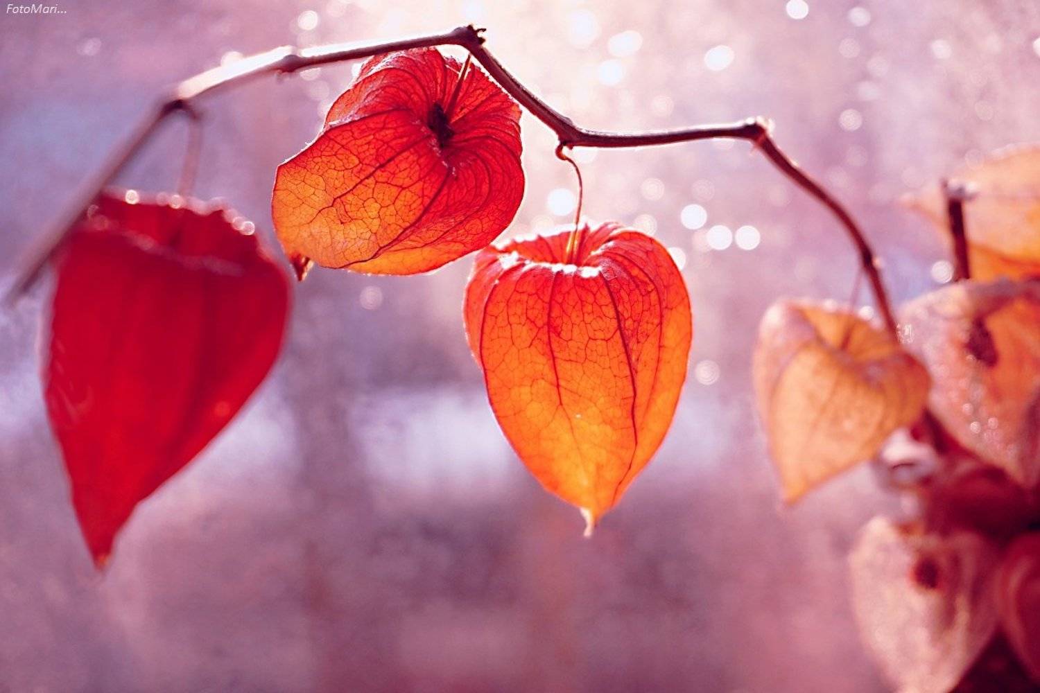 физалис,этюд,взгляд,, Марина Соколова