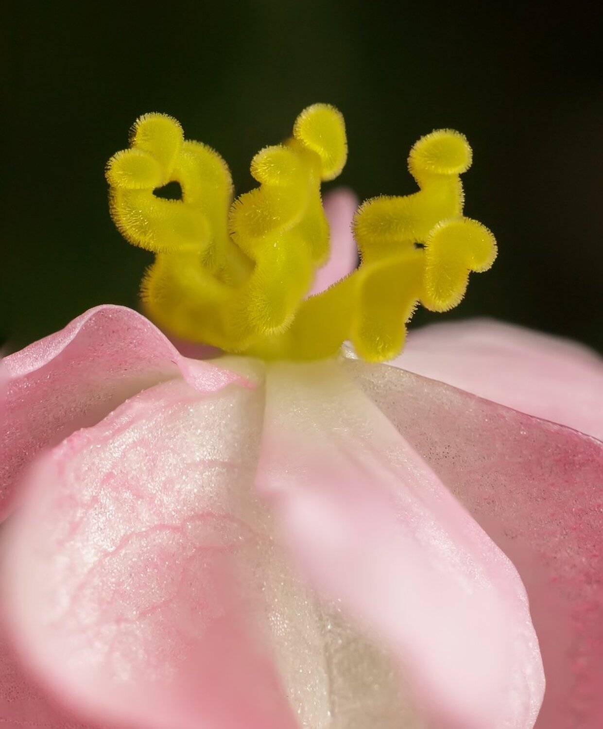 , Николай Андреев