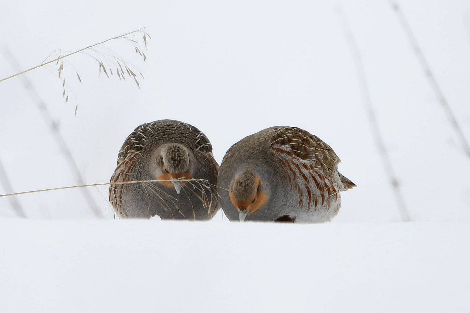 куропатки, Александр Маркелов