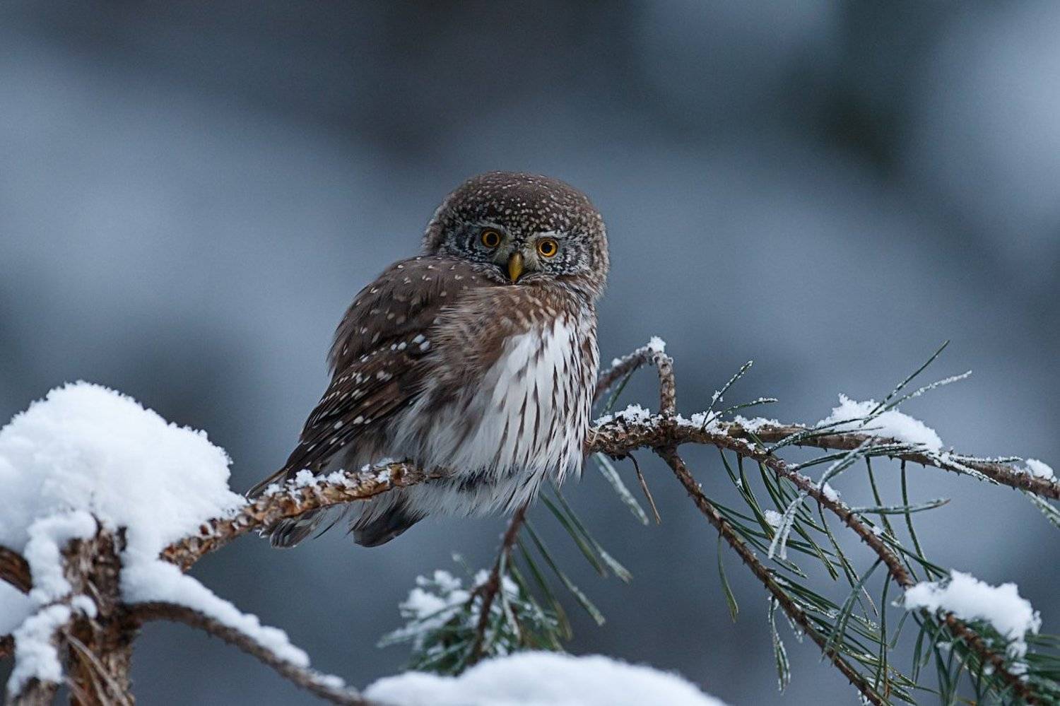 воробьиный сычик, сова, pygmy owl, Pavel Lychkousky