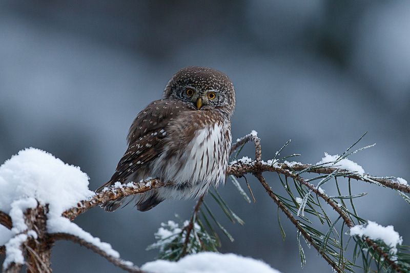 воробьиный сычик, сова, pygmy owl В зимнем антураже фото превью