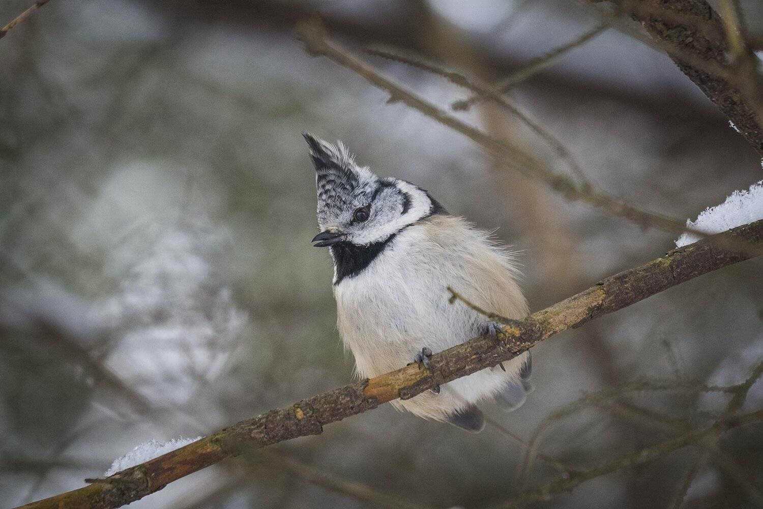 , Евгения Муравская