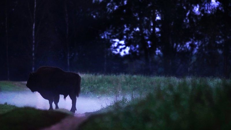 Не ёжик в тумане фото превью