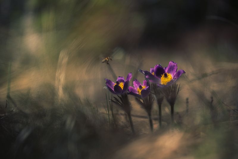 *** фото превью