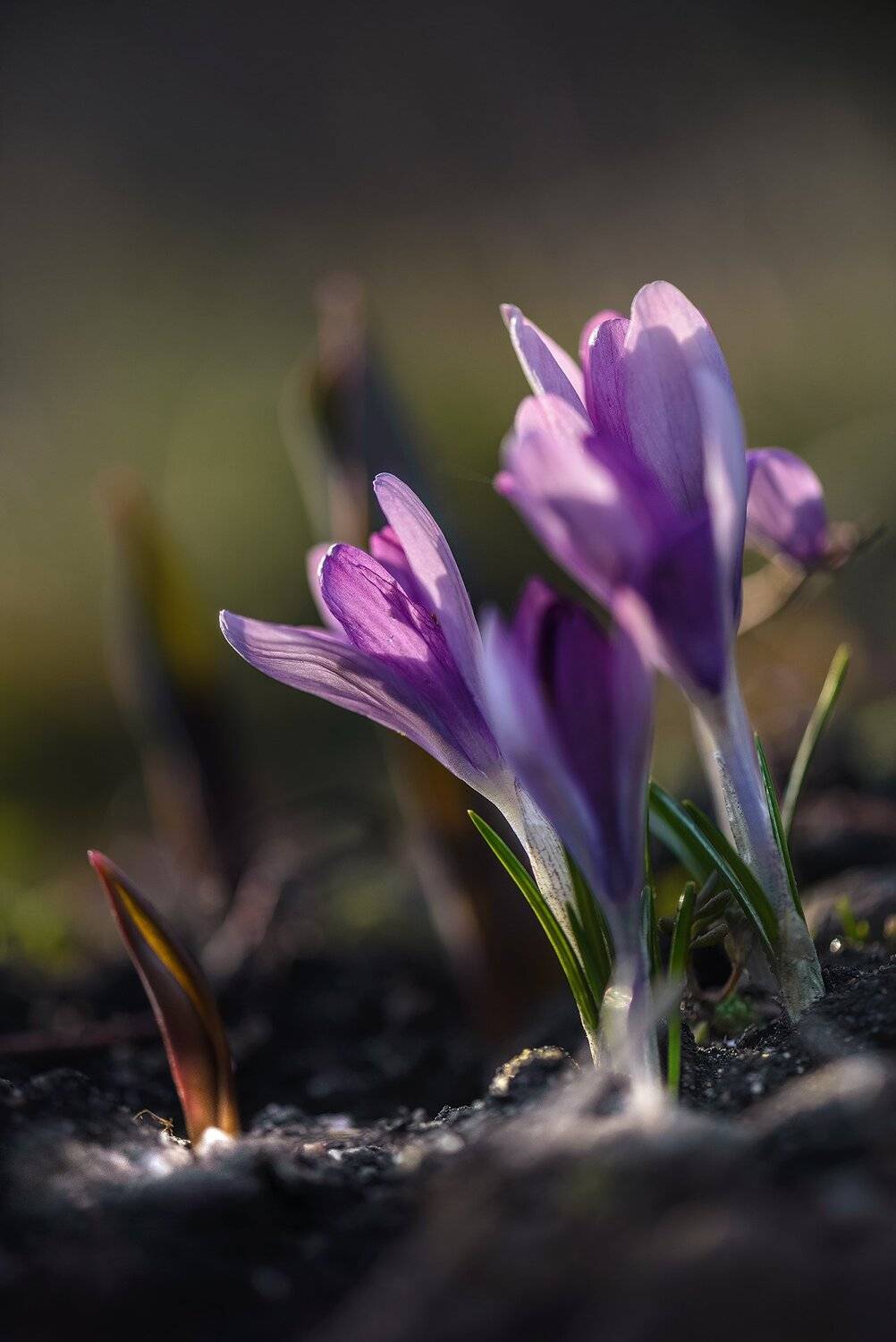 природа, макро, весна, цветы, крокус,, Неля Рачкова