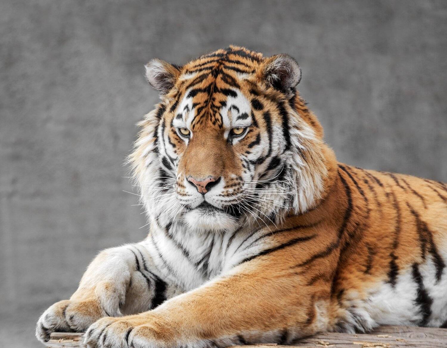 амурский тигр, Олег Богданов