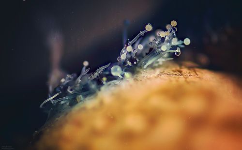 цветущая плесень