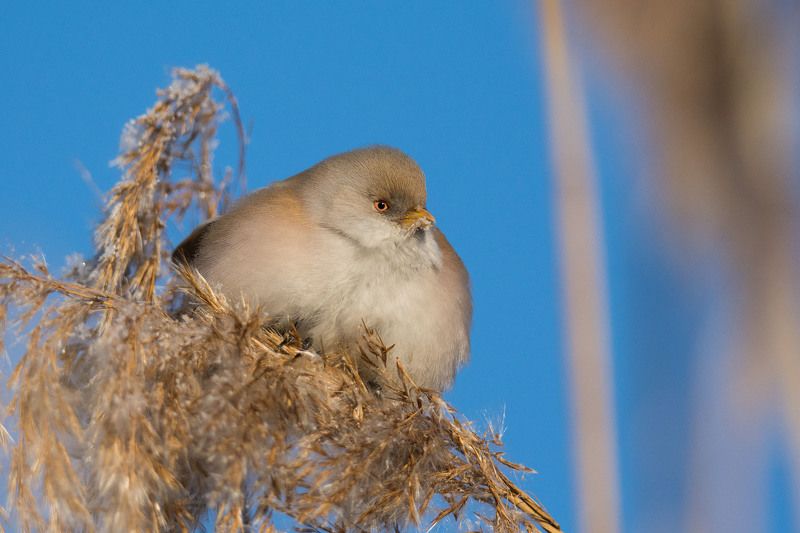 Wąsatka. фото превью