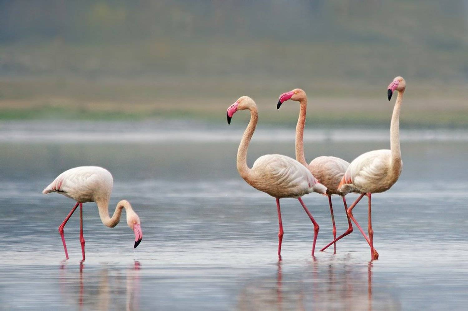 , Евгени Стефанов