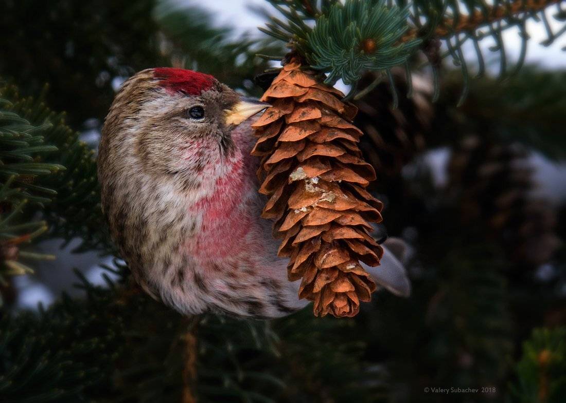 , Валерий Субачев