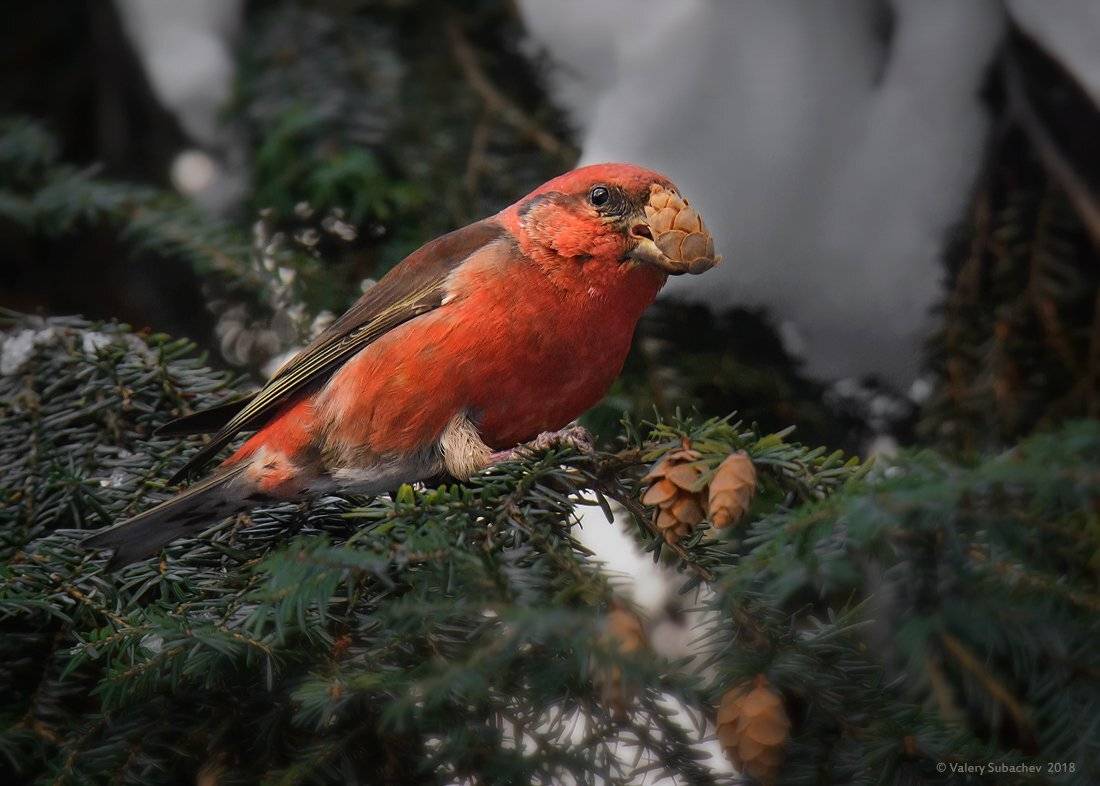 , Валерий Субачев