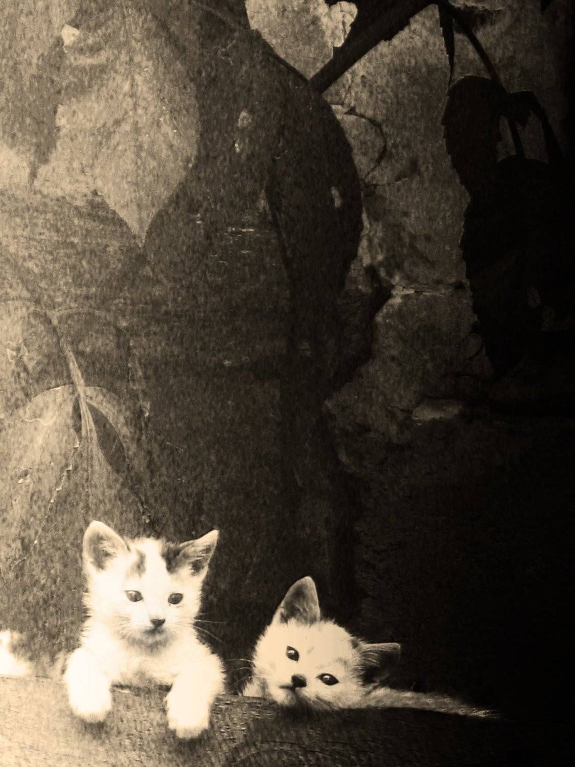 кот, старый, деревенский, коричневый, играть, детство, игра, небрежный, сербия, деревня, ленивый,cat, old, rustic,brown, play, childhood, game, careless, serbia, village, lazy, curious,, Марко Радовановић