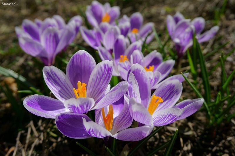 цветы,весна,крокусы, Вестники весны. фото превью