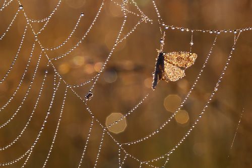 Про утро, росу, паутинки и бокешки...