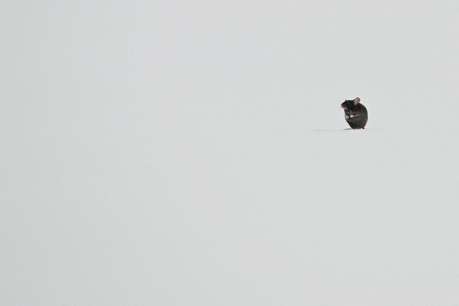 мышь, Александр Маркелов