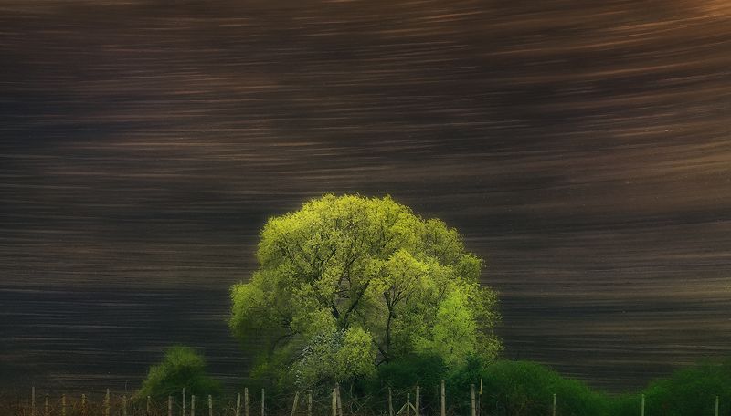 Dream of the field фото превью