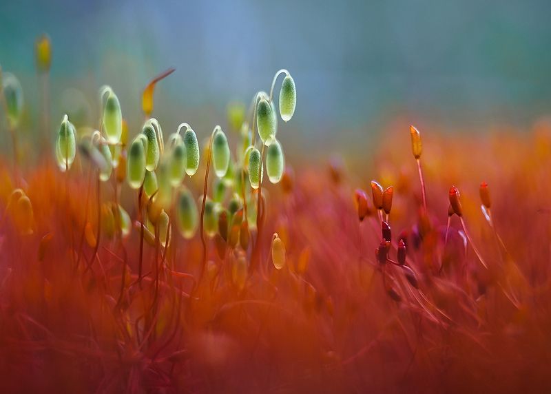 Противостояние фото превью