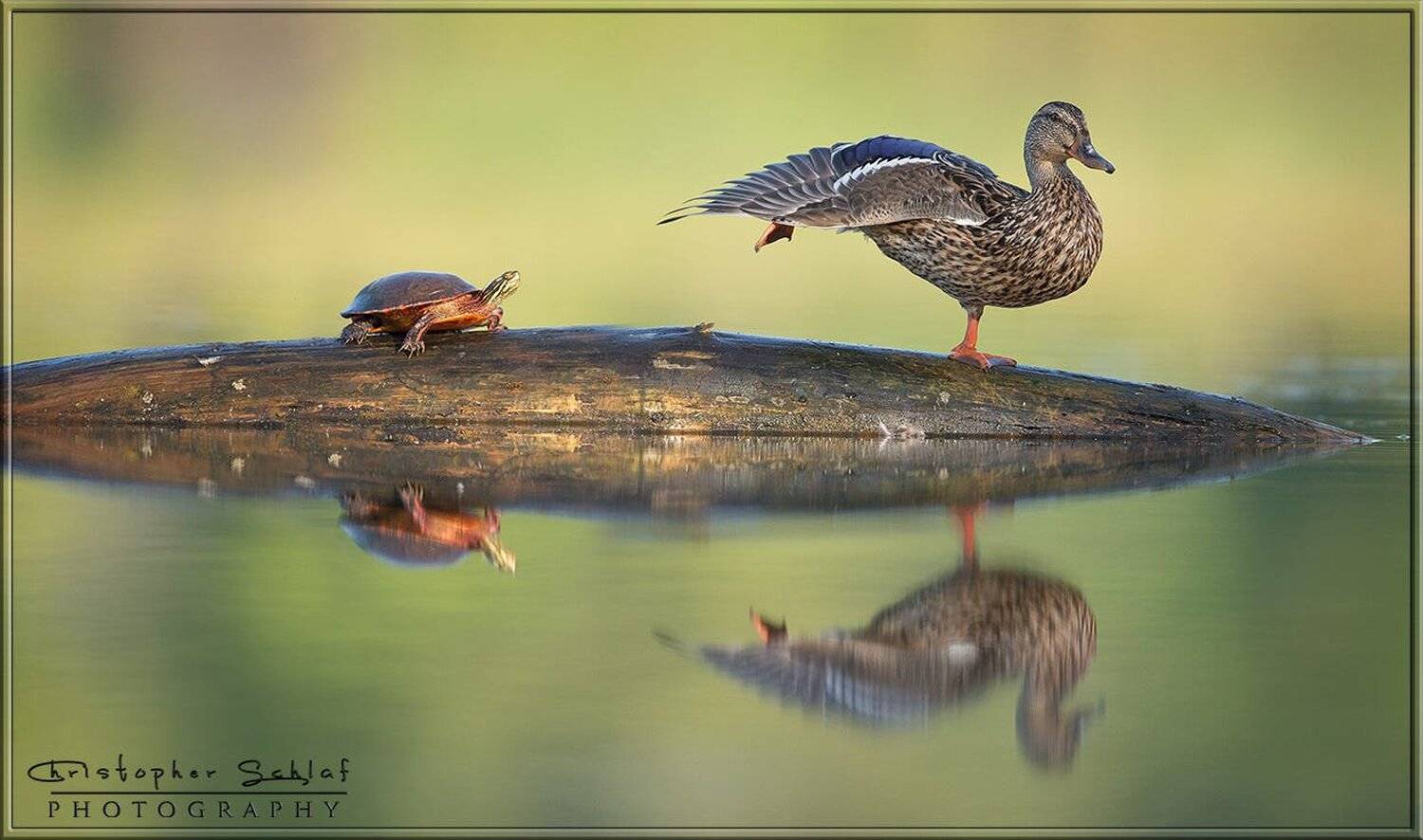 , Christopher Schlaf