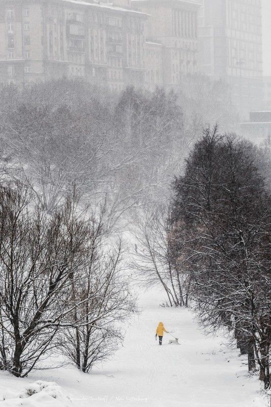 Люди, город, улица, жанр, человек, животное, собака, снегопад, деревья, снег, зима, цвет, желтый,  *** фото превью
