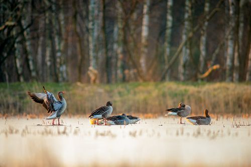 Greylags on ice