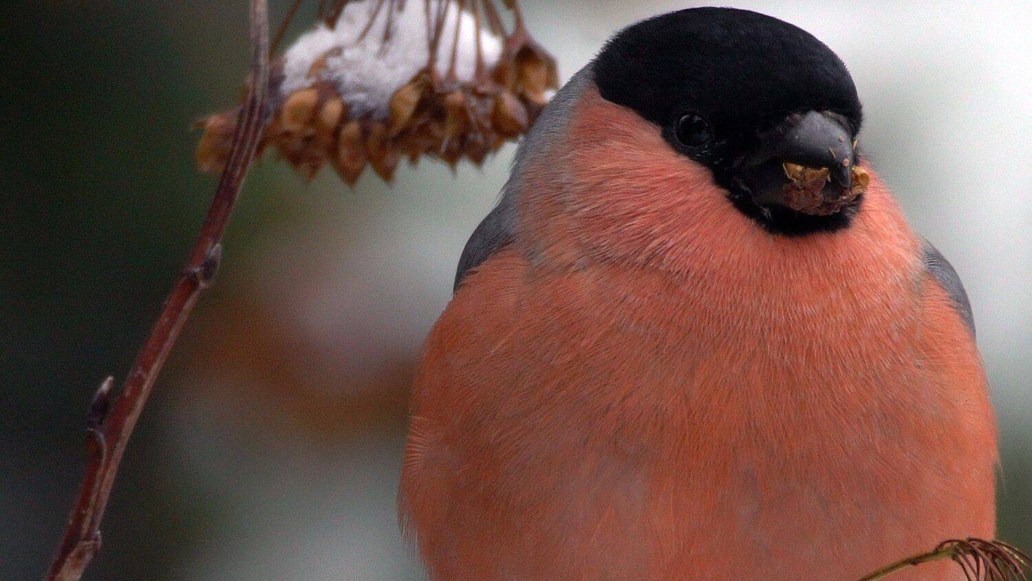 , Илья Бышнёв