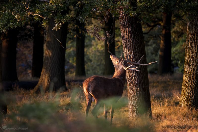 Deer фото превью