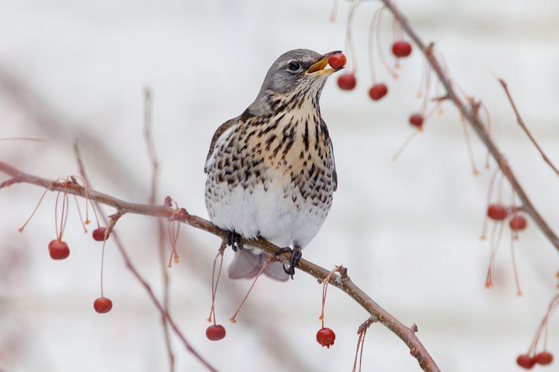 Дрозд рябинник. фото превью
