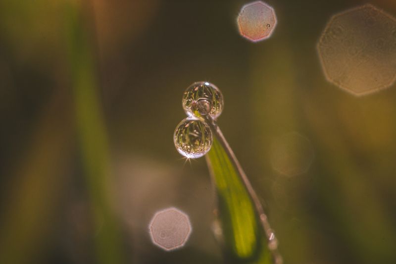 макро, роса, утро, флора Утренняя роса фото превью