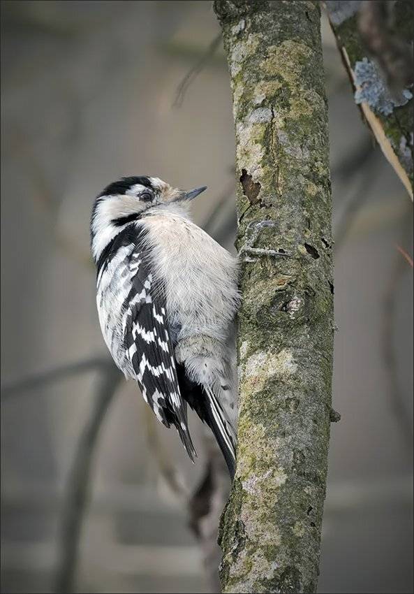 дятел, Андрей Медведев