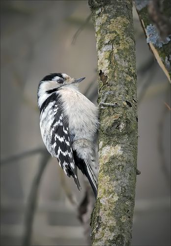 Малый пёстрый...