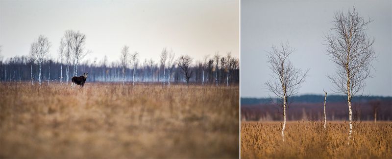 Biebrza National Park - Poland фото превью