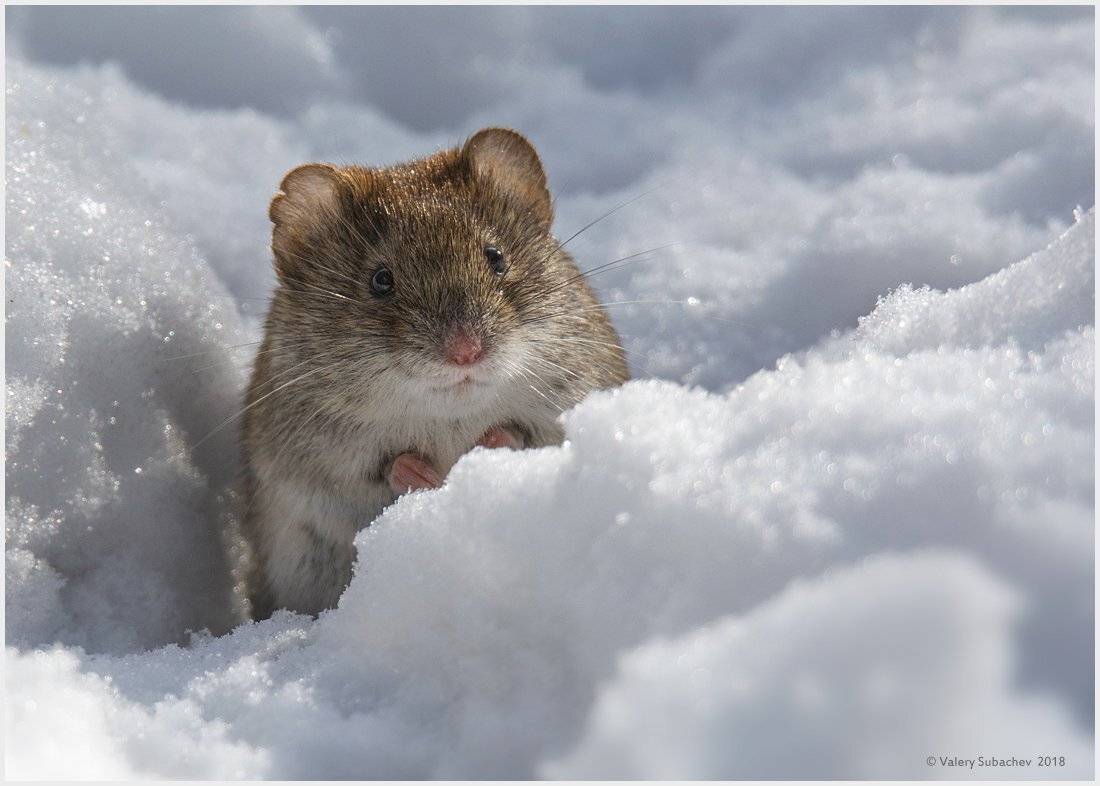 , Валерий Субачев