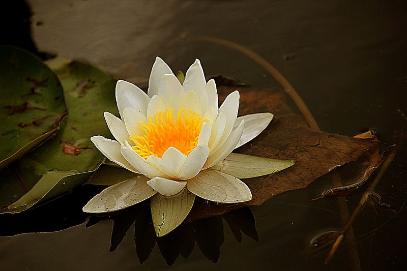 лотос, вода, цветы, водяные лилии Прозрачность фото превью